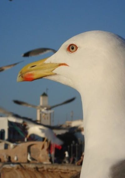 Screenshot_9 Gaviota en la playa de Marruecos